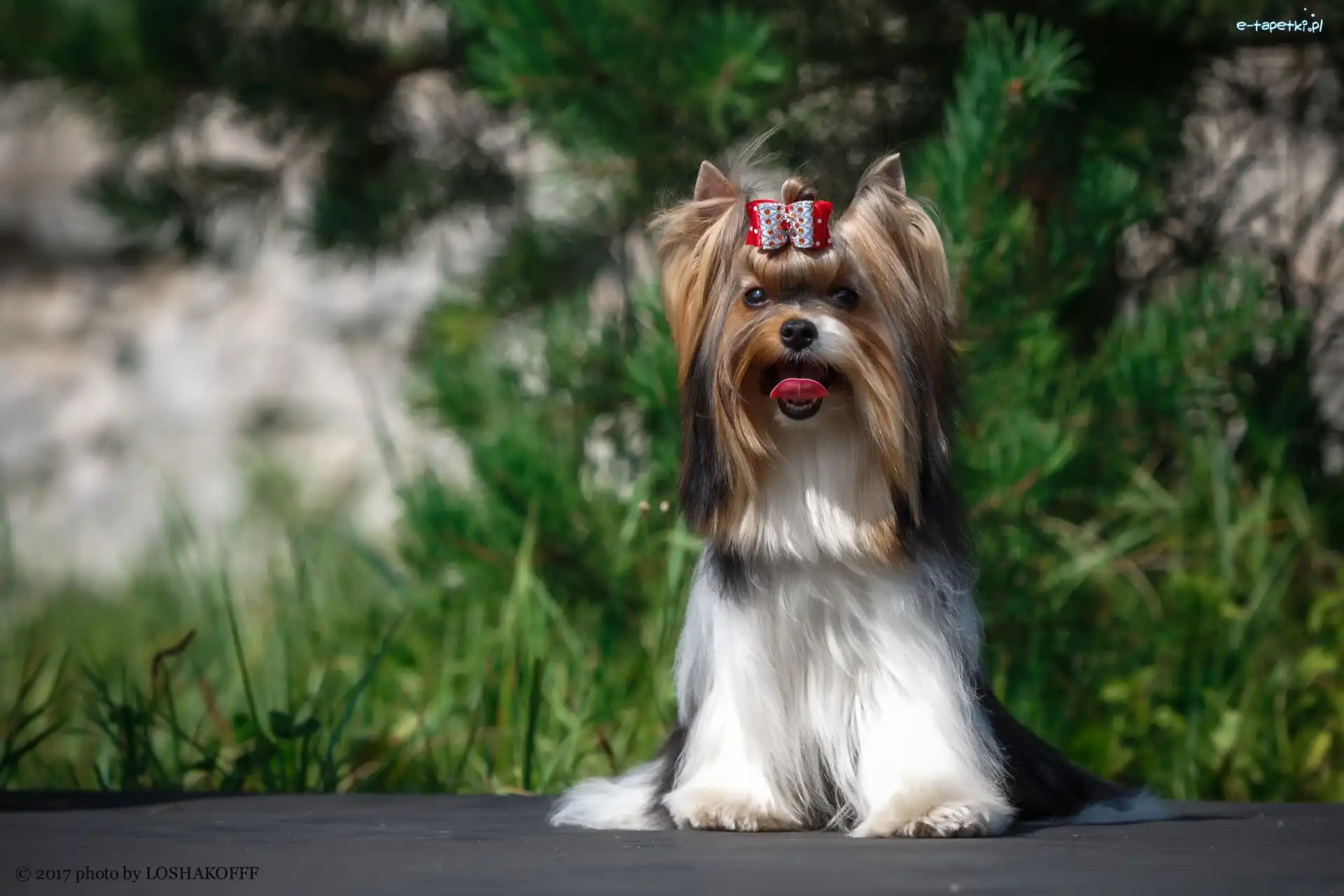 Yorkshire terrier, Kokardka, Język, Piesek
