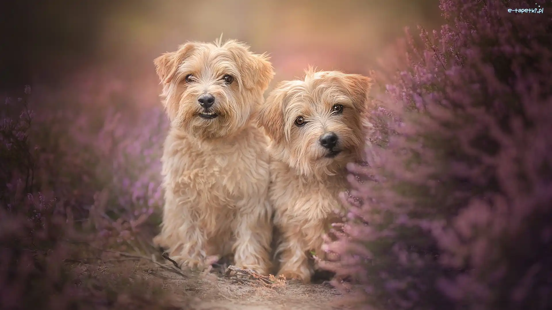 Psy, Wrzos, Norfolk terrier, Dwa