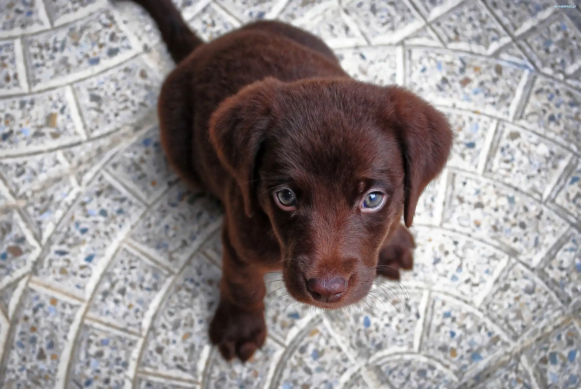 Szczeniak, Słodki, Labrador retriever