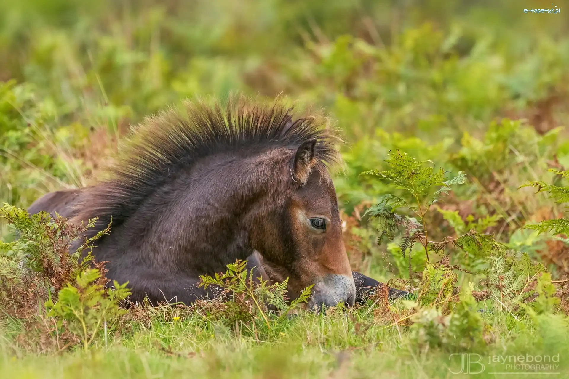 Konik, Kuc Exmoor, Źrebię, Łąka, Grzywa
