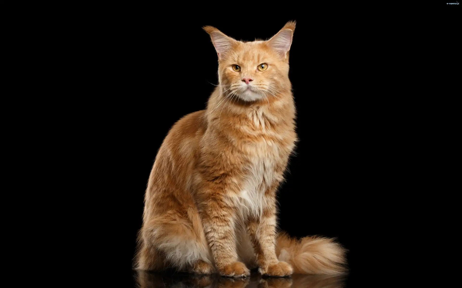 Maine coon, Kot, Rudy