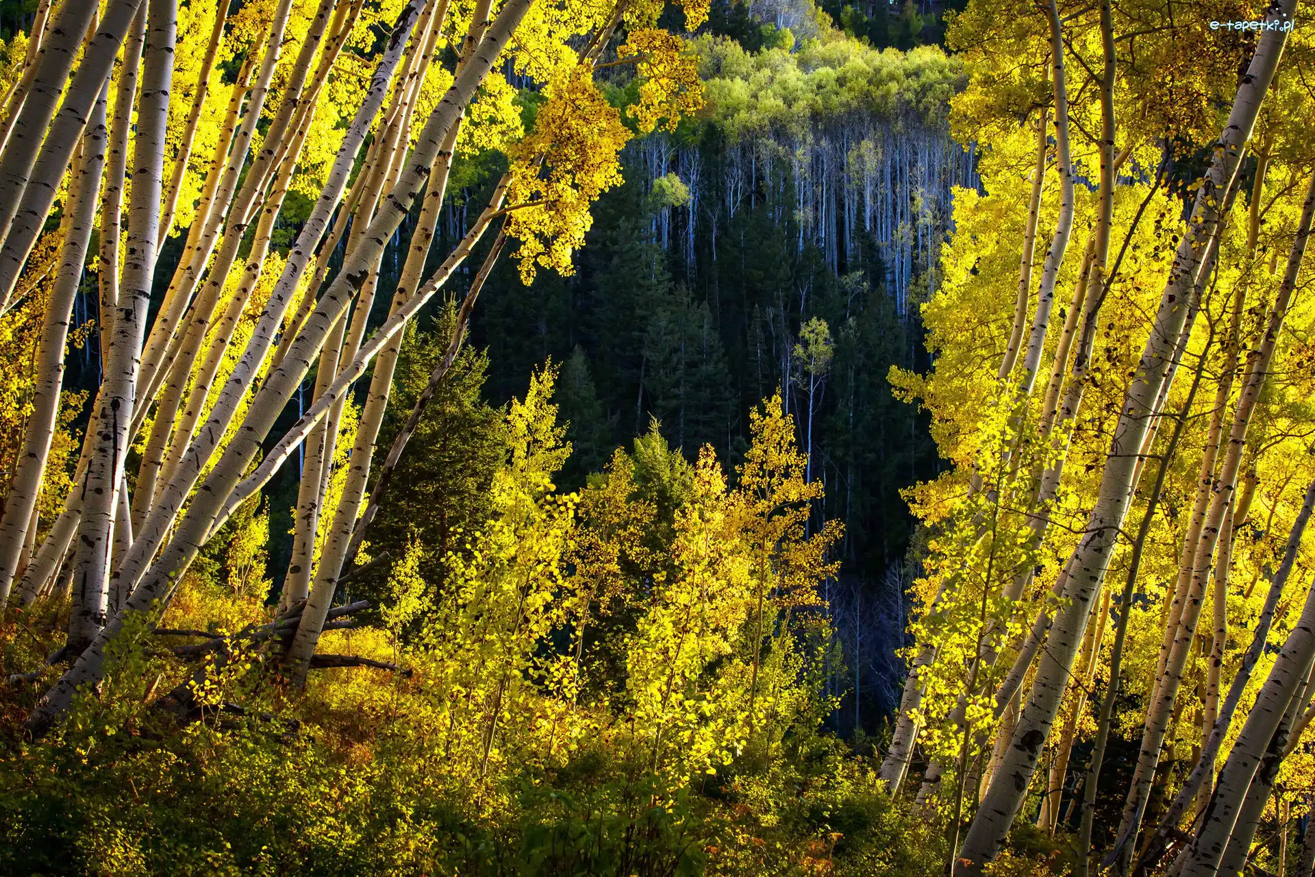 Stan Kolorado, Las Państwowy White River National Forest, Brzozy, Stany Zjednoczone