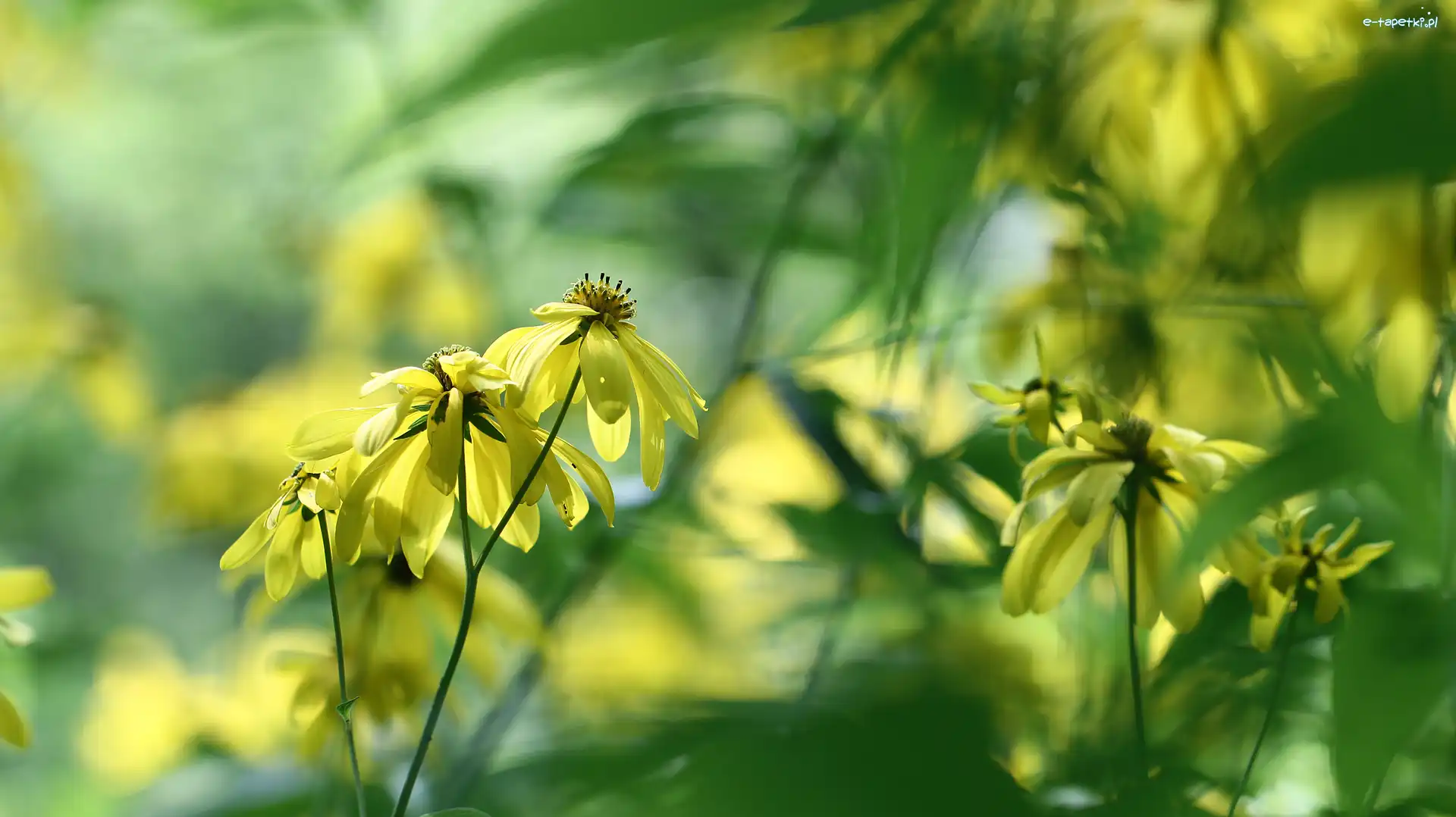 Kwiaty, Żółte, Rudbekia naga