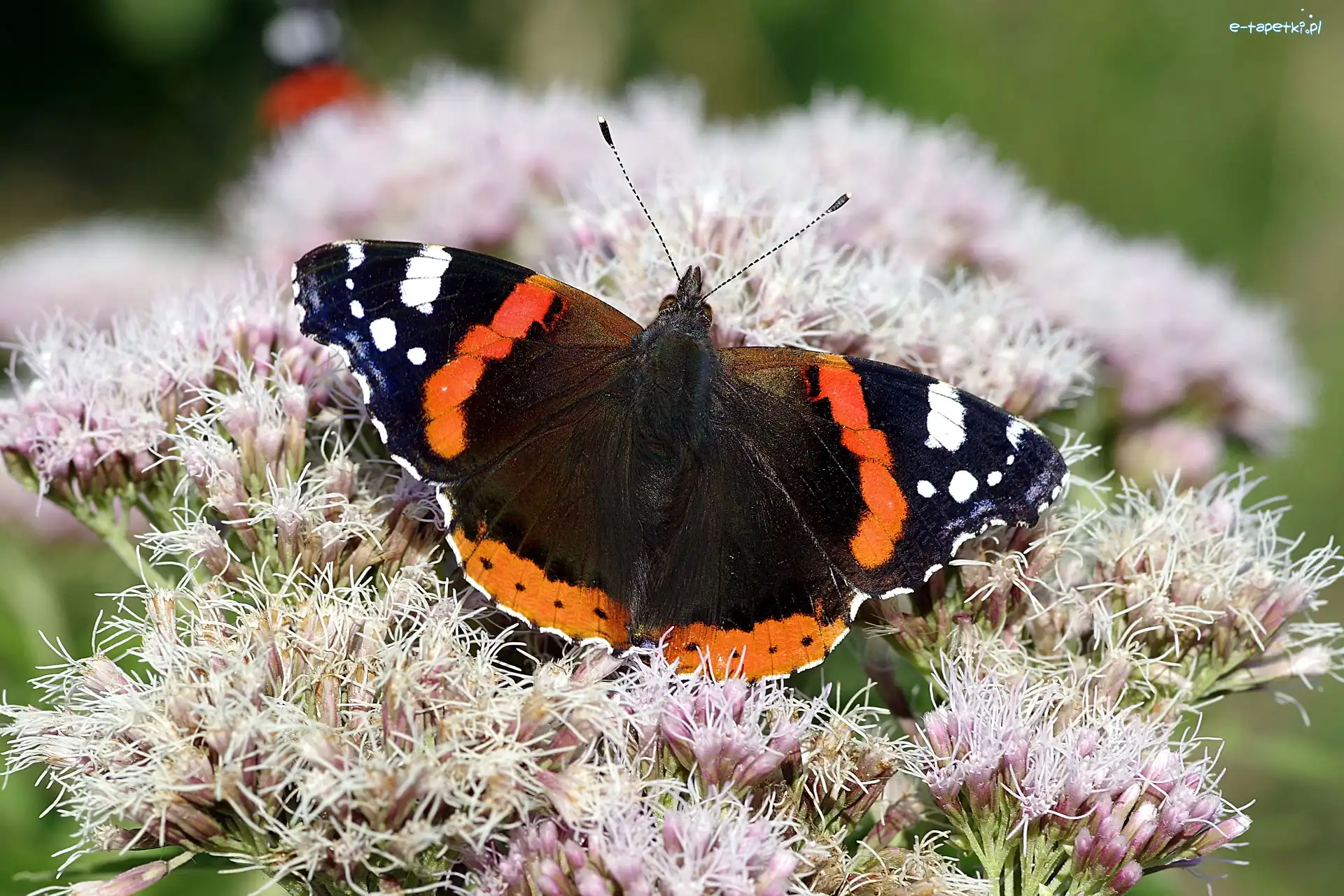Rusałka admirał, Zbliżenie, Kwiaty, Motyl