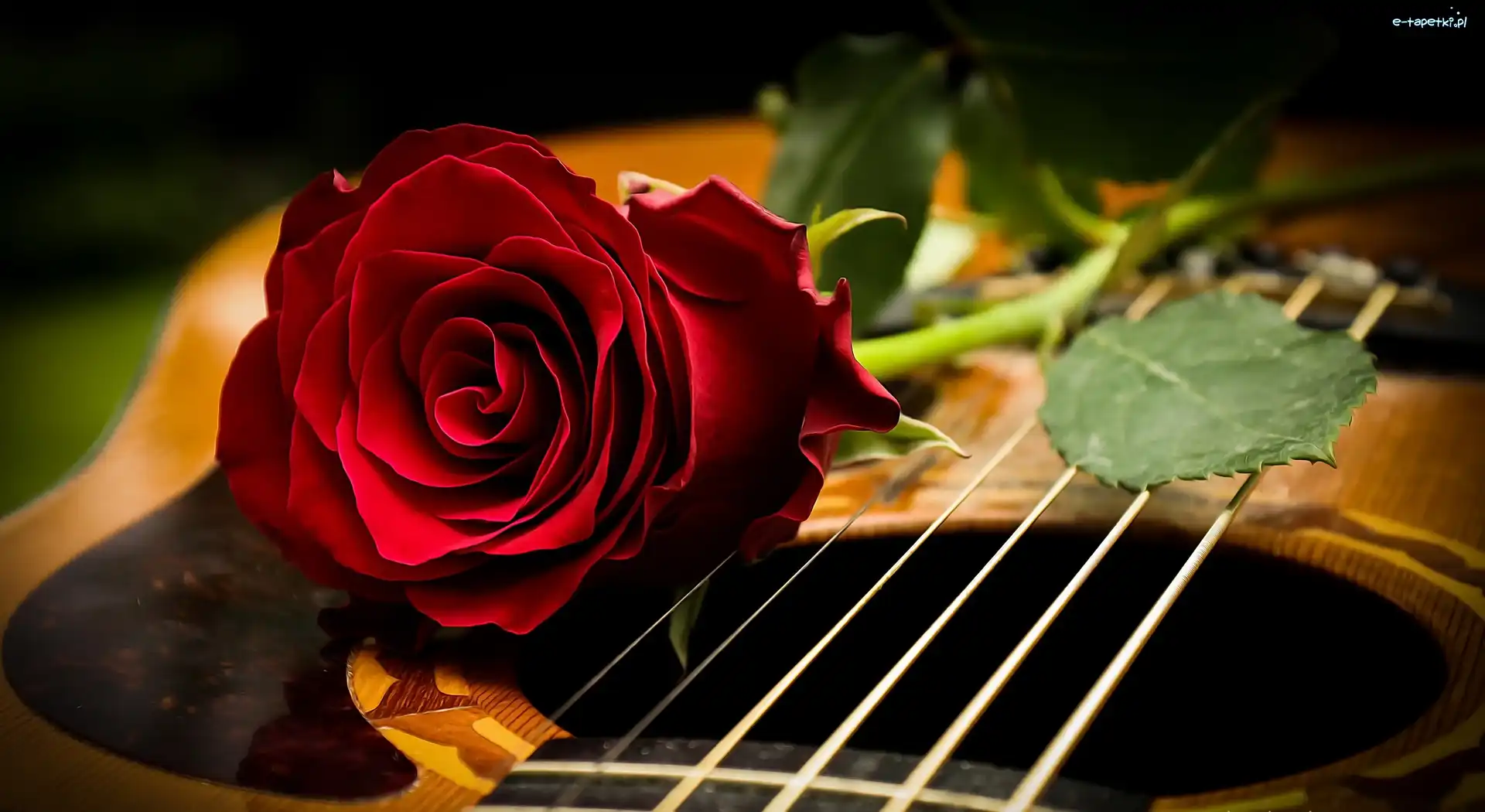 Gitara, Róża, Czerwona