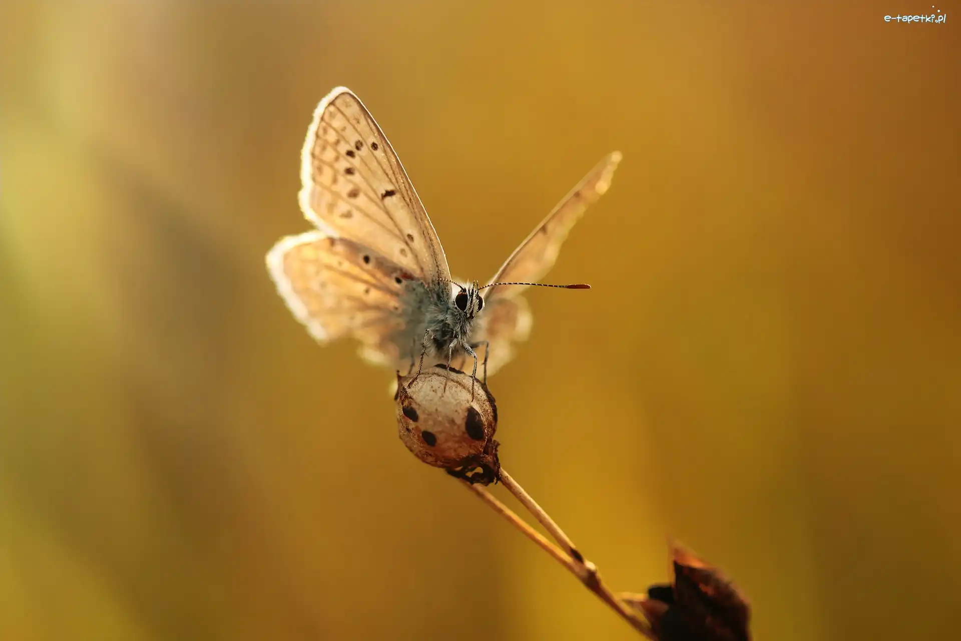 Modraszek, Roślina, Owad, Motyl