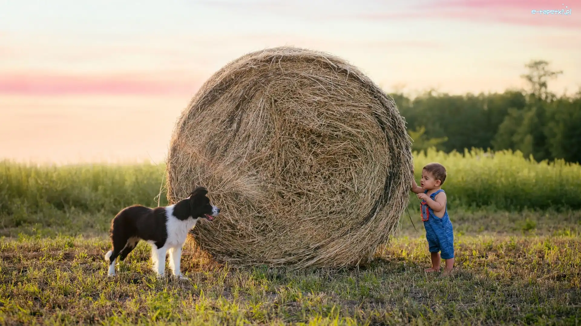 Chłopiec, Border collie, Pies, Bela, Siano