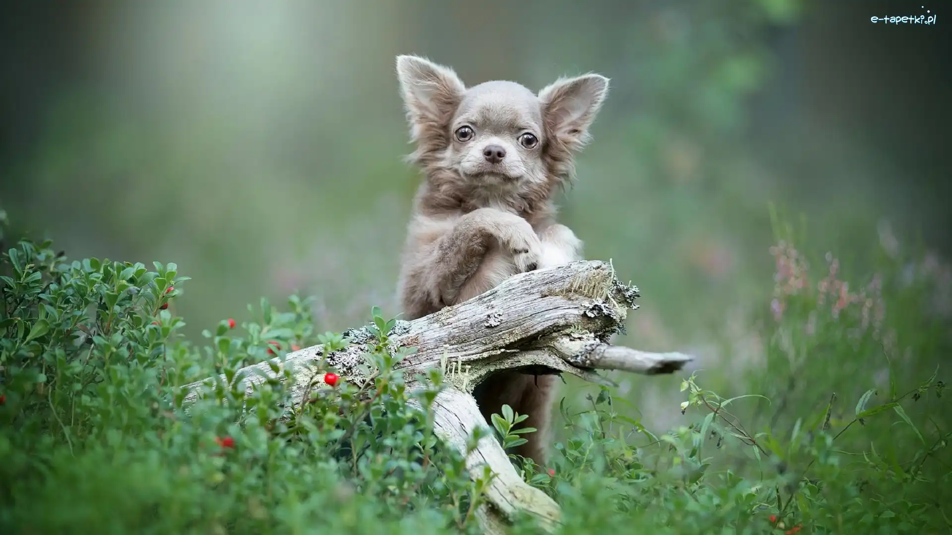 Chihuahua, Rośliny, Konar, Pies