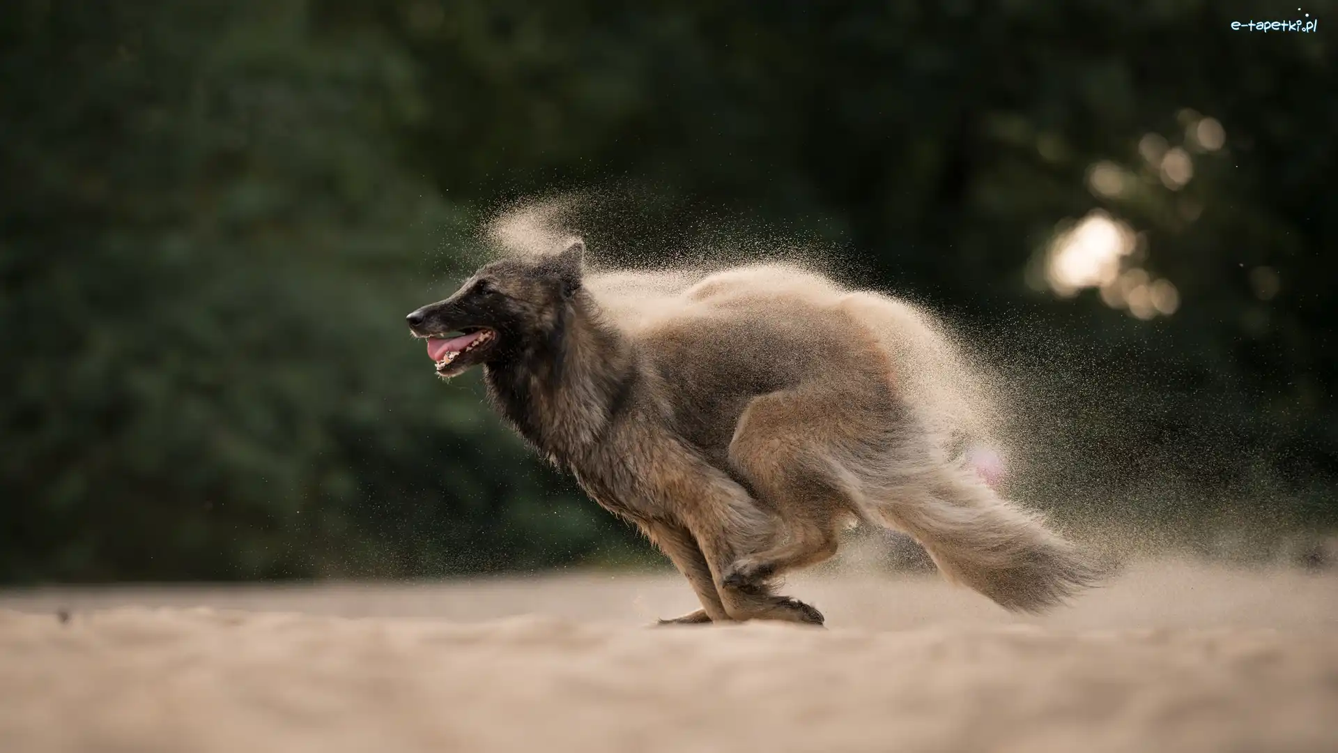 Pies, Piasek, Owczarek belgijski malinois, Biegnący