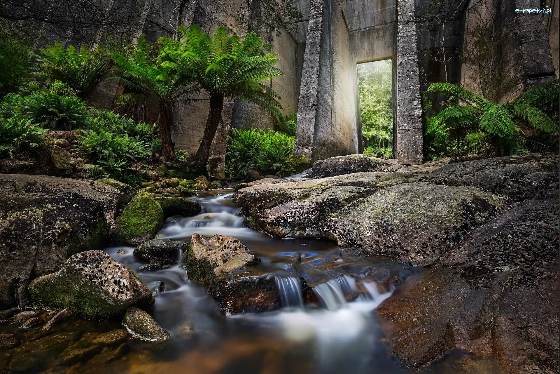 Rzeka Cascade River, Tasmania, Strumień, Kamienie, Tama Mount Paris Dam, Roślinność, Palmy, Australia