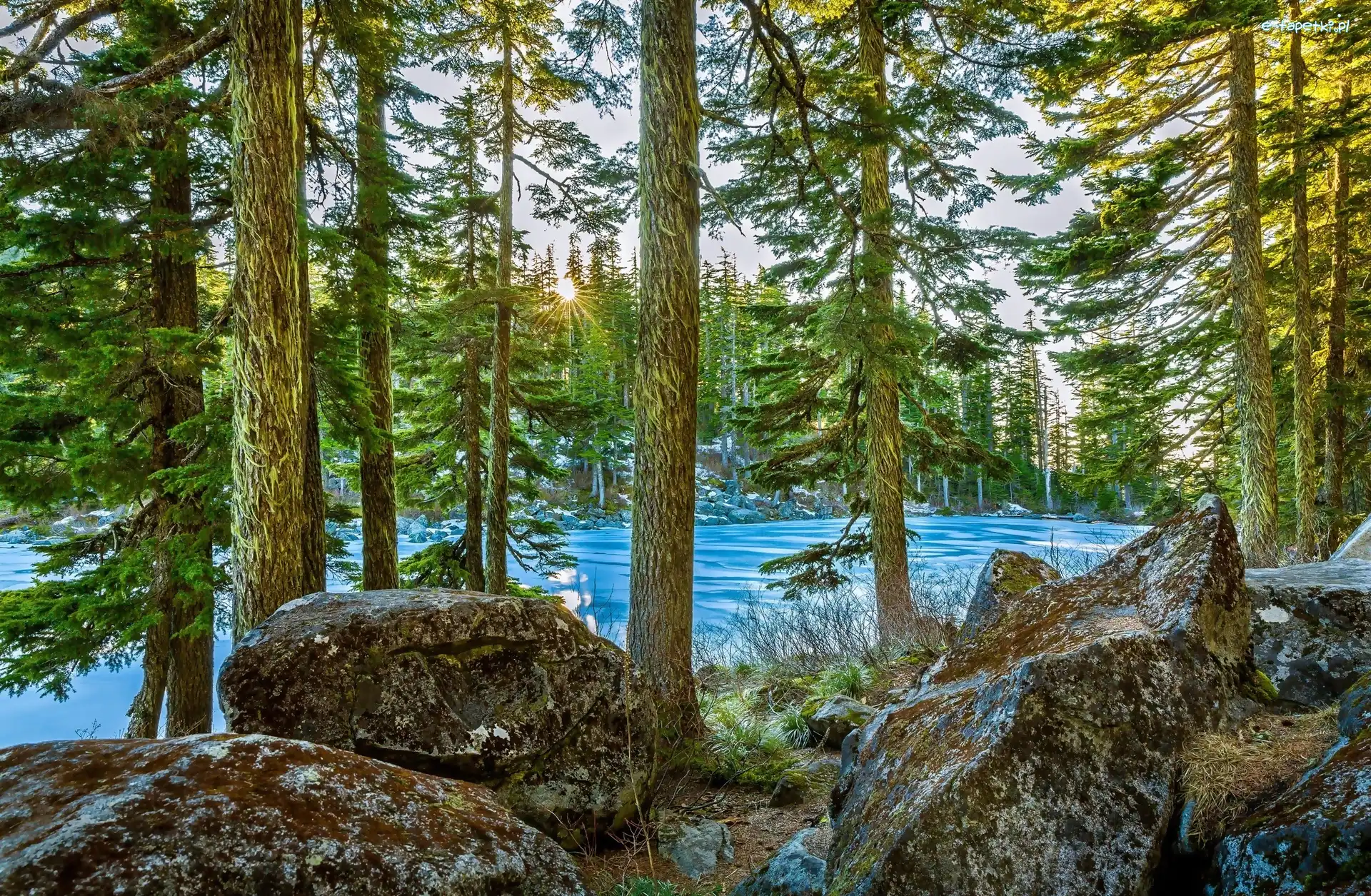 Drzewa, Jezioro Mason Lake, Kamienie, Słońce, Stan Waszyngton, Stany Zjednoczone