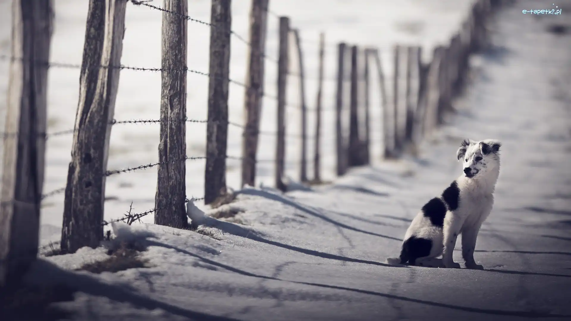 Szczeniak, Zima, Border collie, Płot, Śnieg
