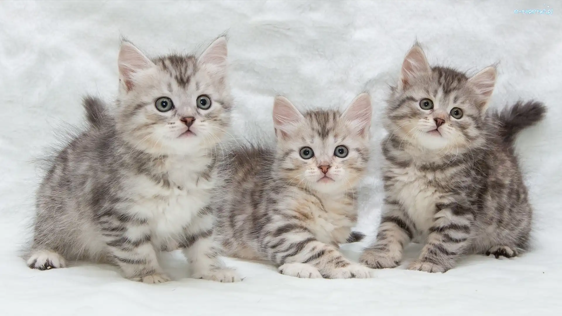 Szare, Maine coon, Kotki, Trzy