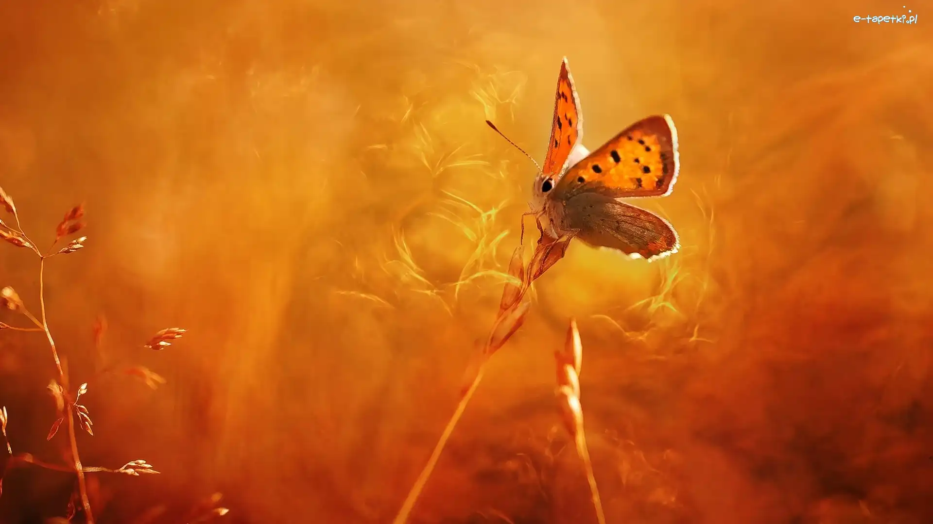 Czerwończyk żarek, Trawa, Źdźbła, Motyl