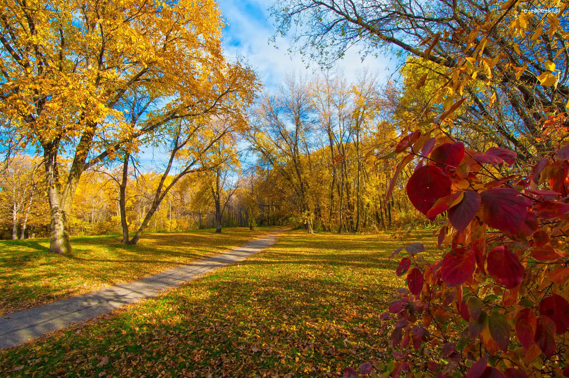 Park, Droga, Drzewa, Jesień