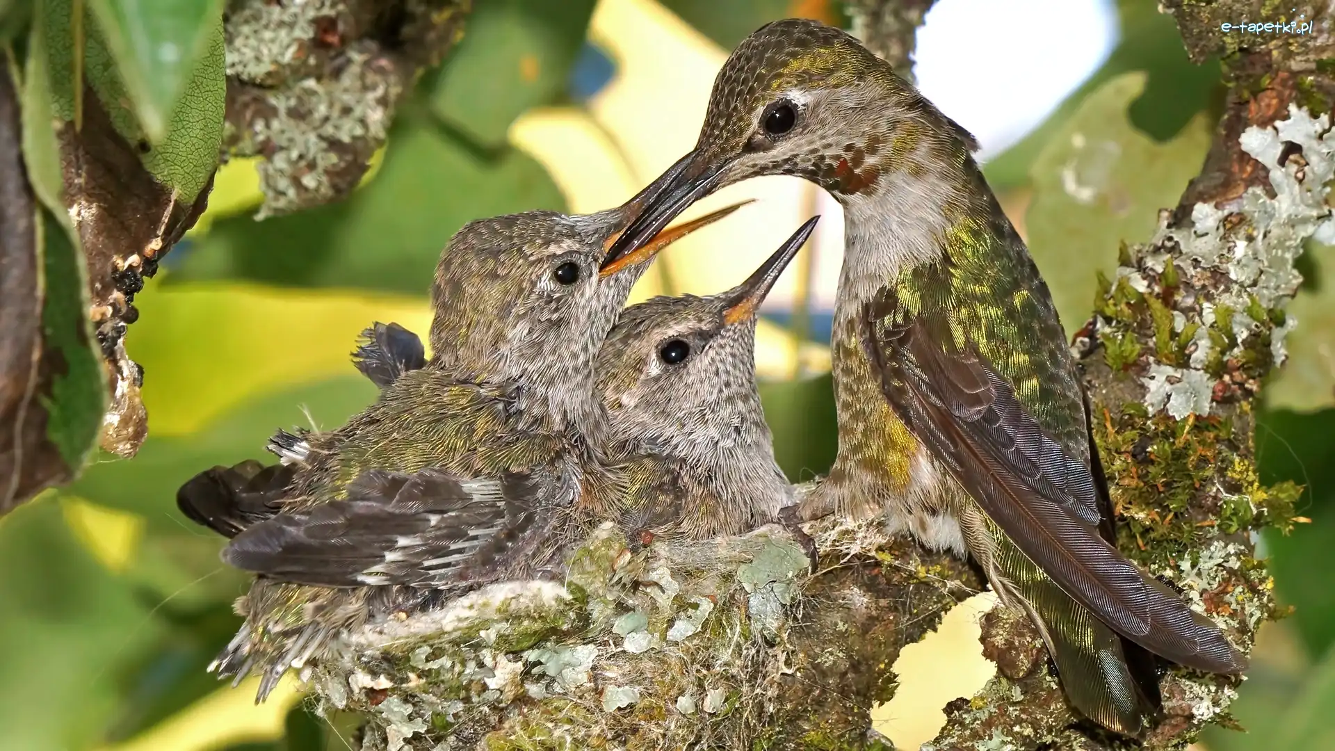 Kolibry, Gniazdo, Pisklęta, Ptaki