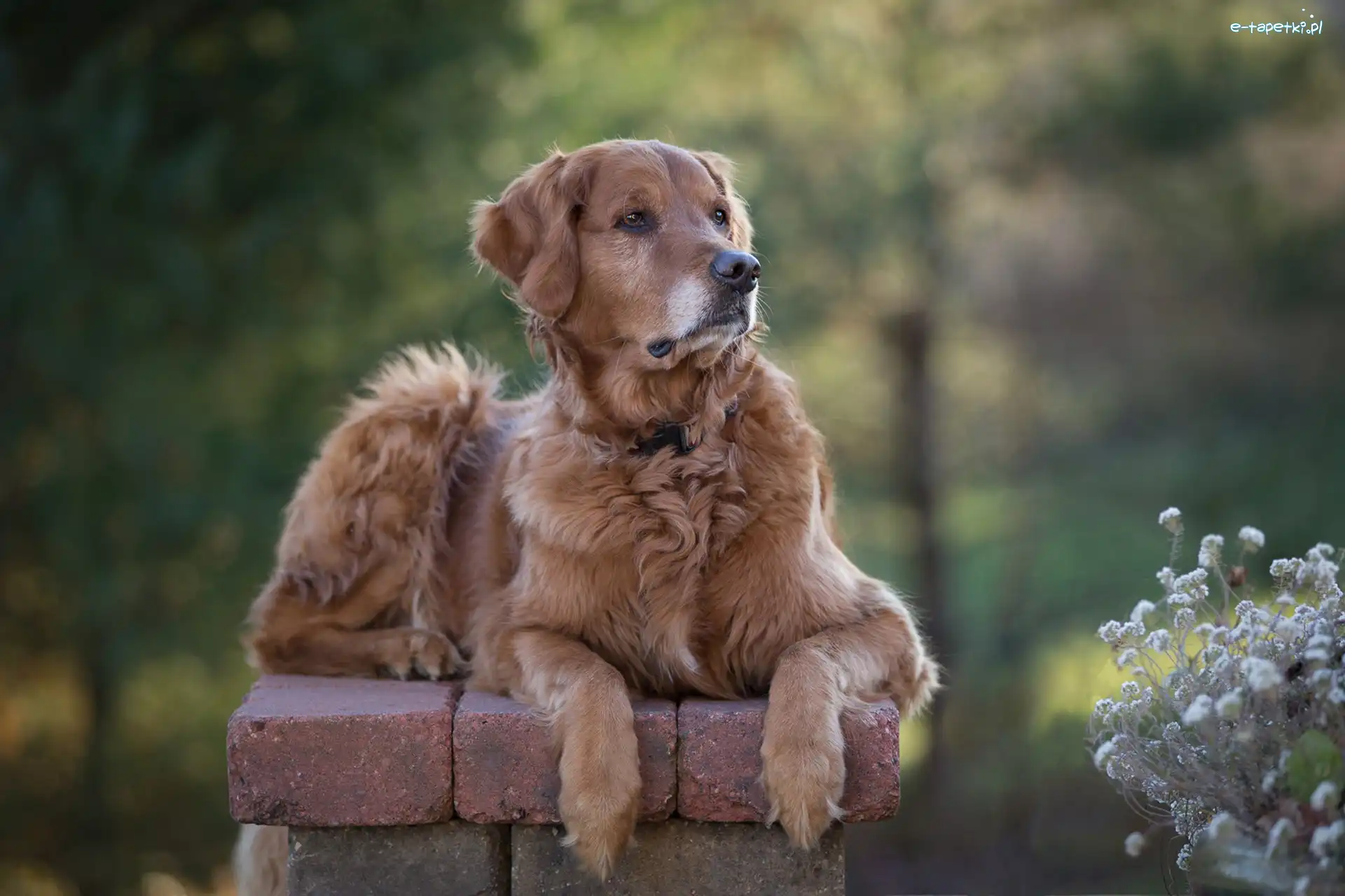 Murek, Rozmyte tło, Rośliny, Golden retriever