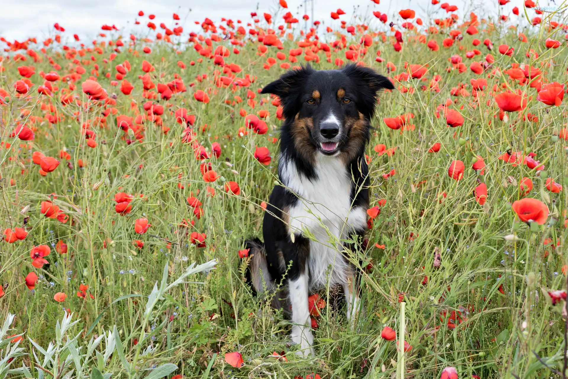 Maki, Łąka, Border collie
