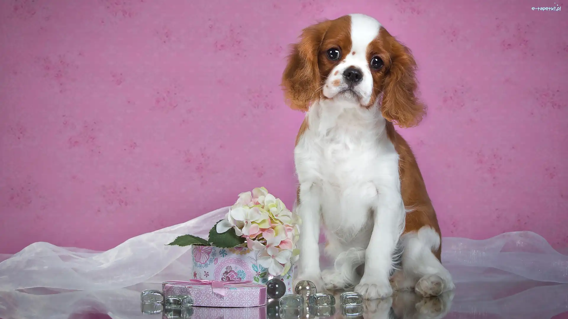 Kwiatki, Cavalier king Charles spaniel