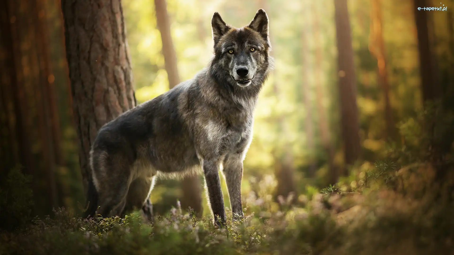Amerykański wolfdog, Drzewa, Las rośliny, Pies