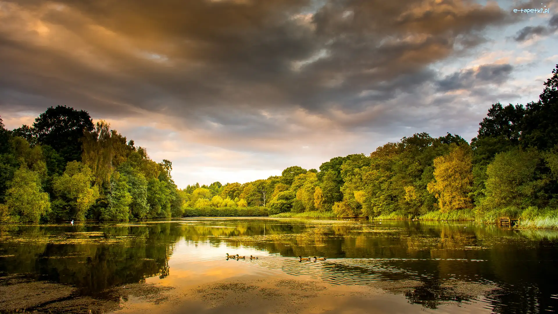 Kaczki, Cannop Ponds, Staw Cannop, Drzewa, Hrabstwo Gloucestershire, Anglia