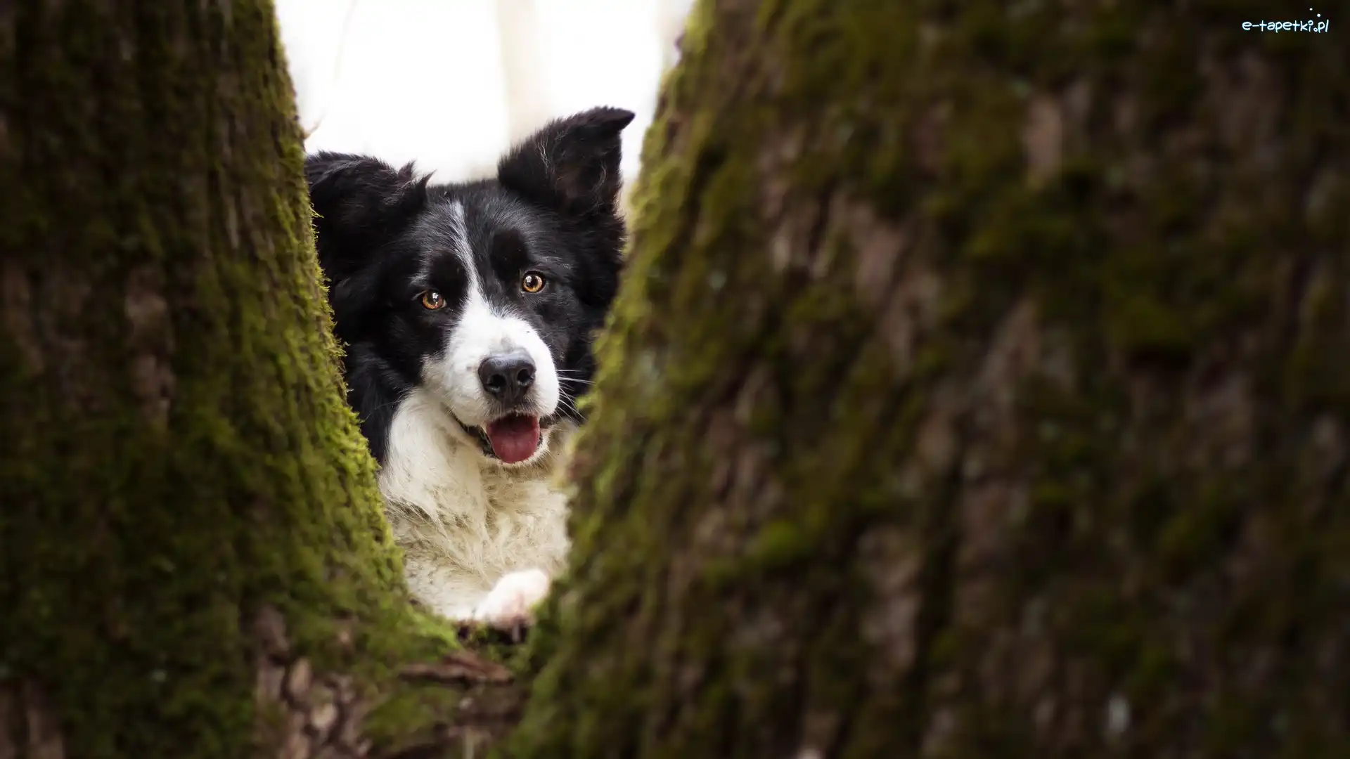 Pies, Mordka, Border collie, Mech, Drzewo