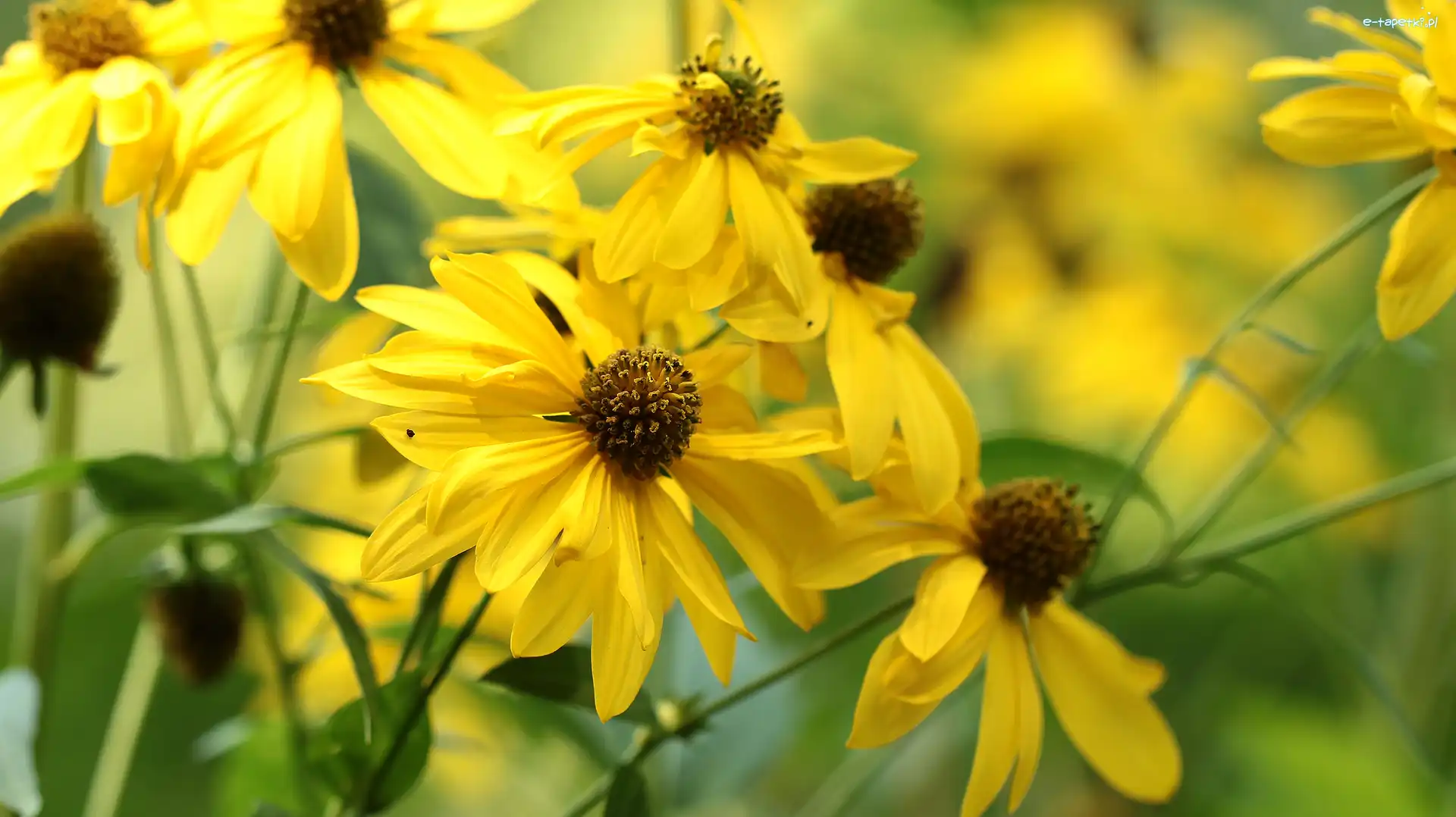 Żółte, Kwiaty, Rudbekia naga