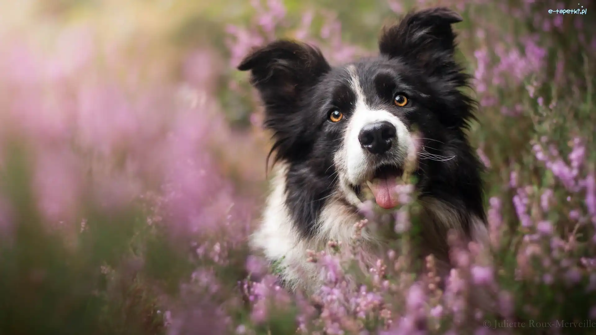 Wrzosy, Border collie, Pies