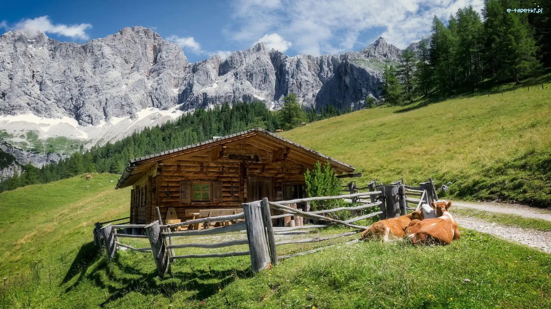 Krowy, Góry Alpy Salzburskie, Masyw Dachstein, Gmina Ramsau am Dachstein, Austria, Domek, Drewniany