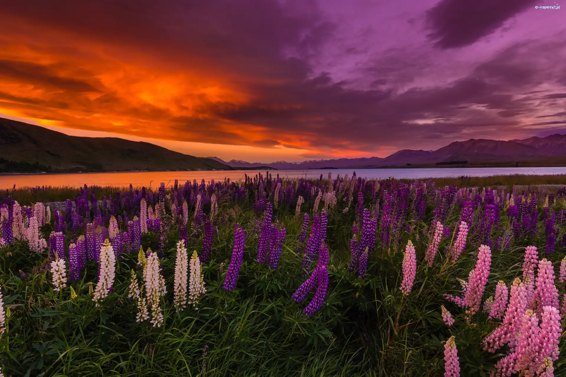 Zachód słońca, Łąka, Jezioro Tekapo, Góry, Łubin, Nowa Zelandia