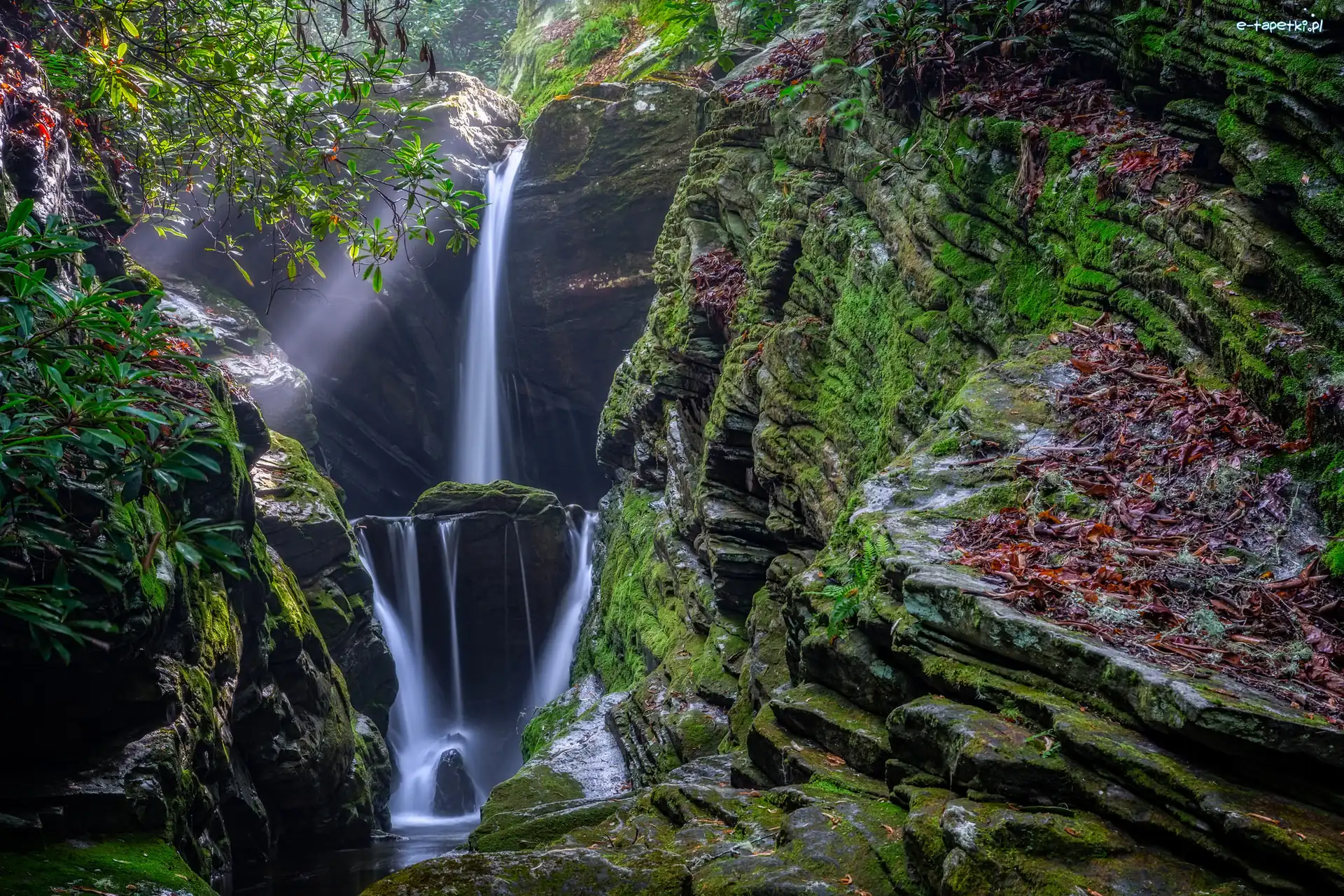 Przebijające światło, Wodospad Duggers Creek Falls, Skały, Stan Karolina Północna, Stany Zjednoczone, Gałęzie, Las