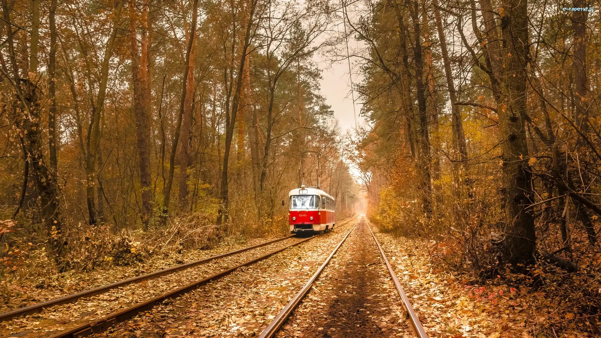 Jesień, Kijów, Tory, Tramwaj, Puszcza-Wodycia, Drzewa, Las, Ukraina