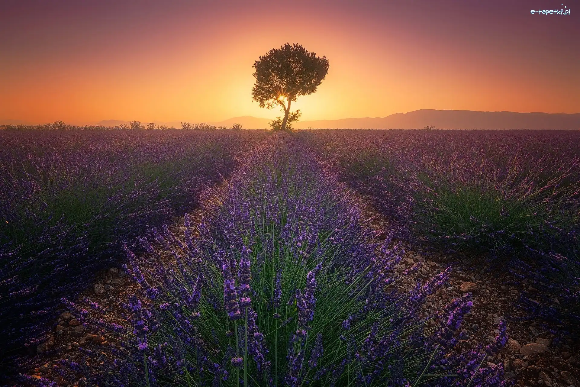 Drzewo, Valensole, Zachód słońca, Prowansja, Francja, Lawenda, Pole
