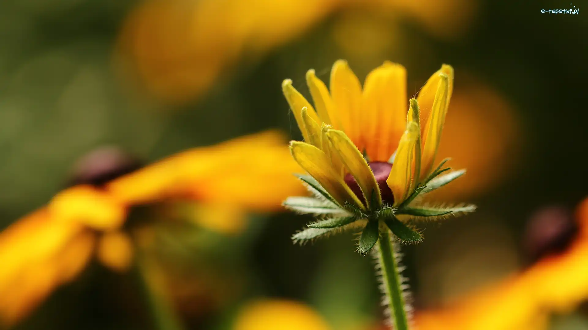 Pąk, Kwiat, Żółty, Rudbekia