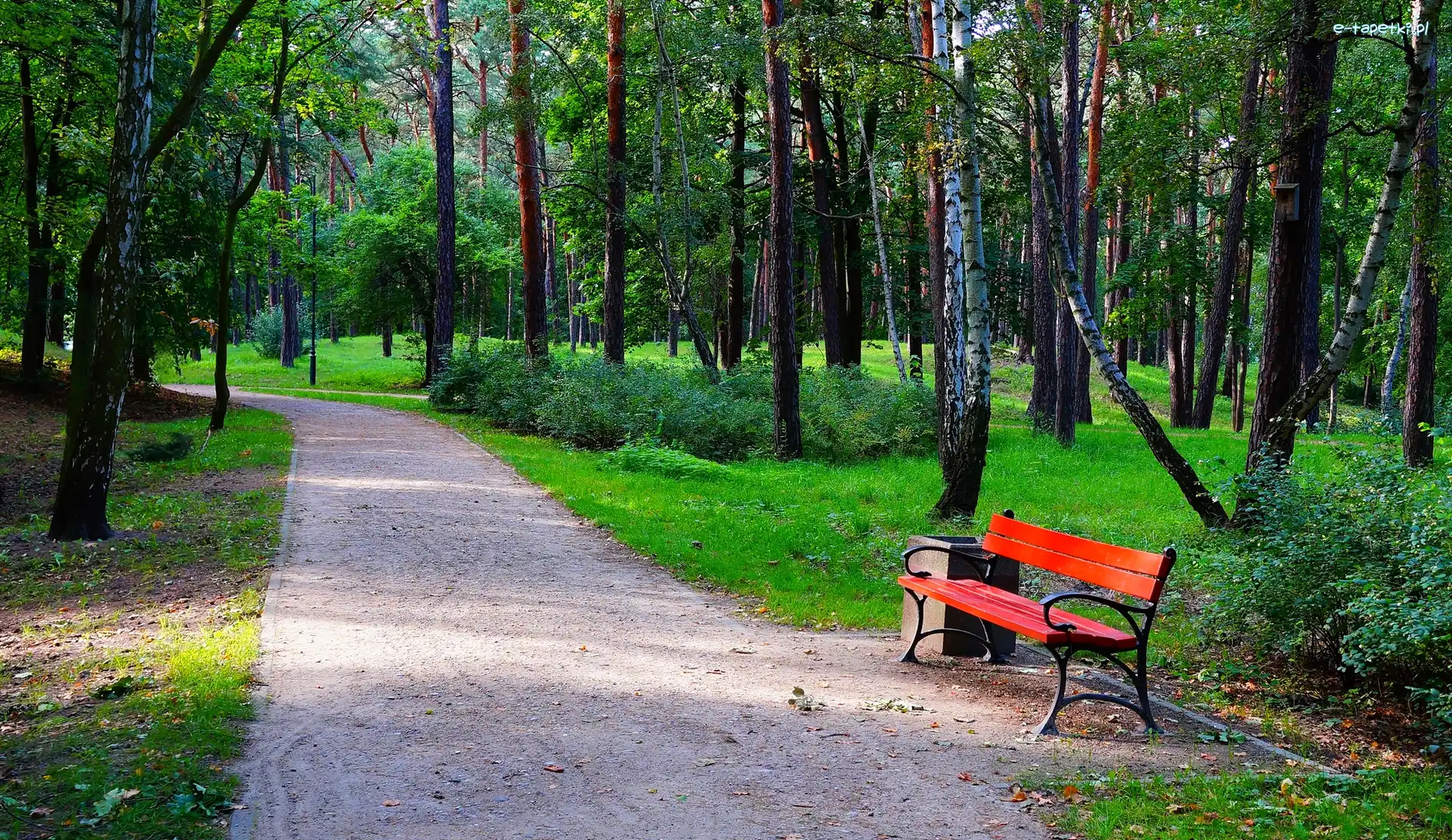 Zieleń, Park Brzeźnieński im.J.J.Haffnera, Alejka, Gdańsk, Polska, Drzewa, Ławka