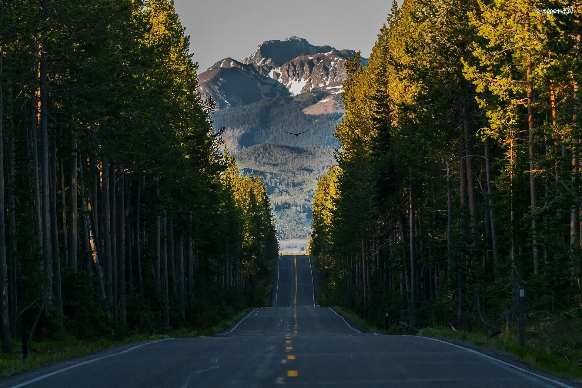 Szczyt Grand Teton, Góry, Park Narodowy Yellowstone, Stan Wyoming, Stany Zjednoczone, Ptak, Las, Grand Teton, Droga South Entrance Road