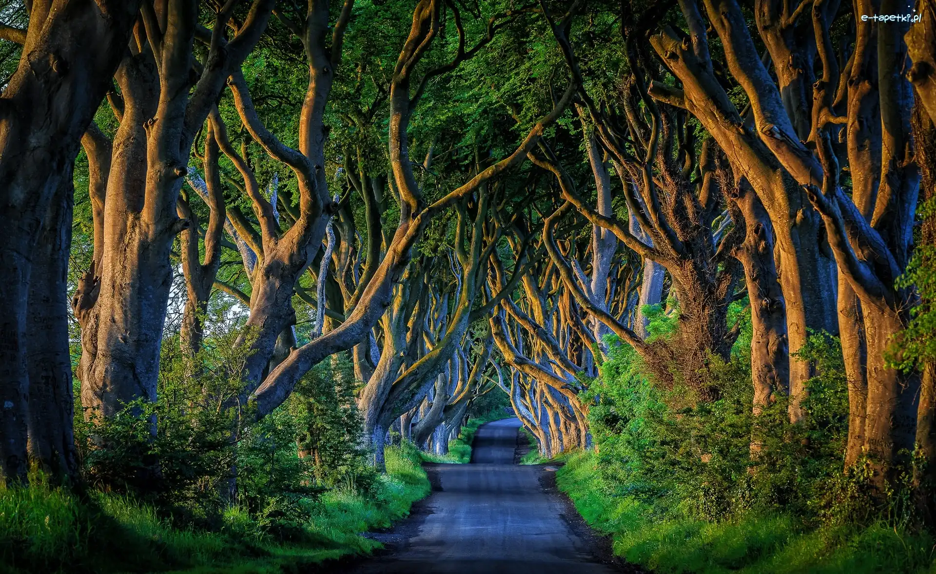 Drzewa, Bukowa aleja Dark Hedges, Droga, Buki, Hrabstwo Antrim, Irlandia Północna