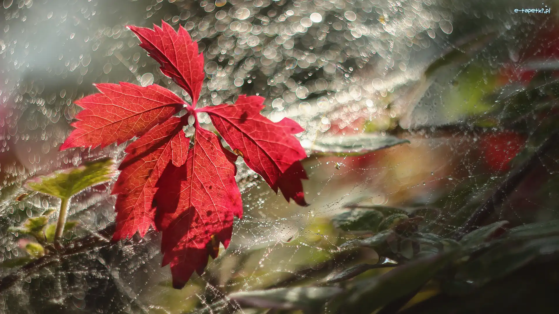 Liść, Bokeh, Pajęczyna, Czerwony
