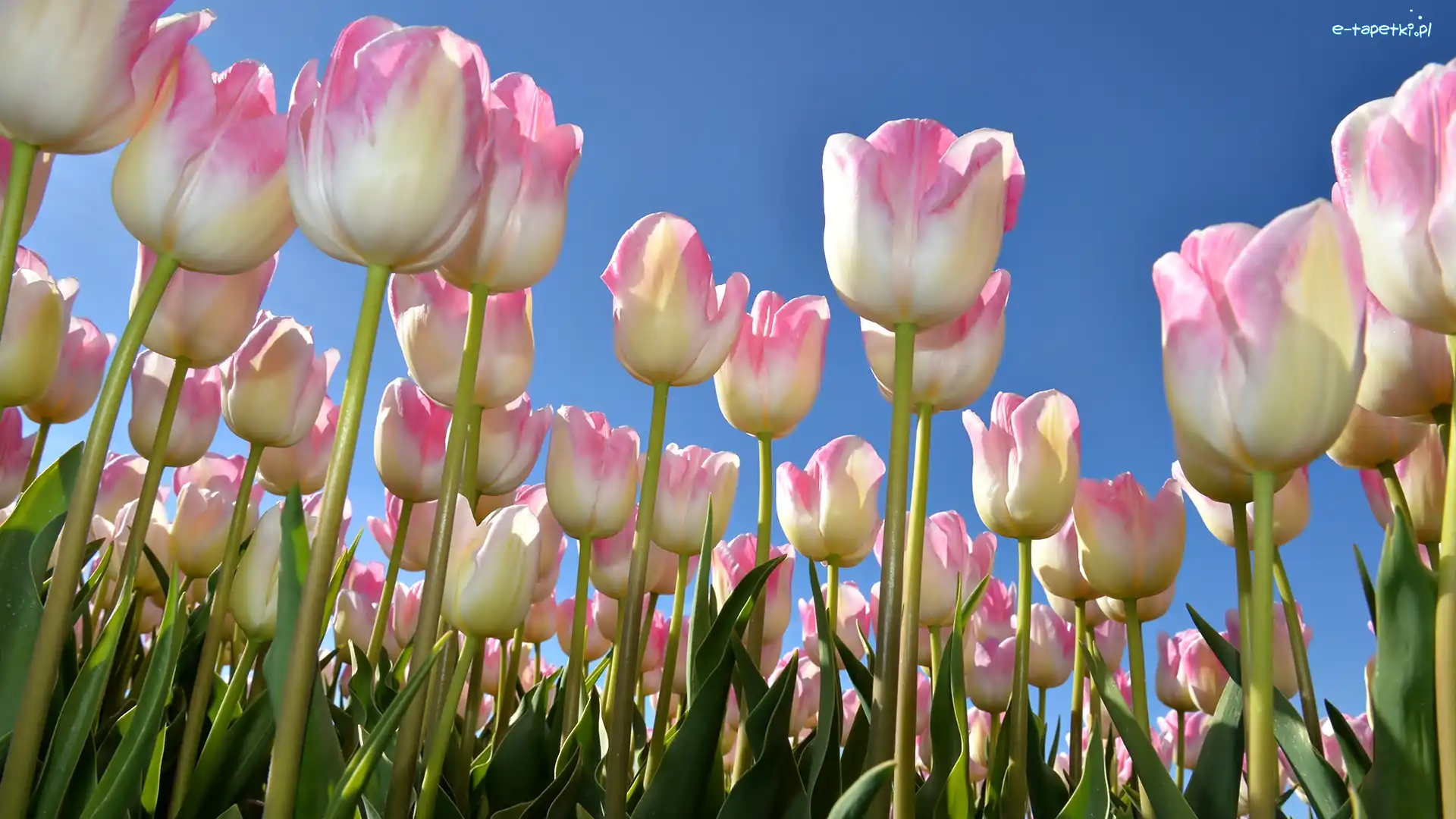 Niebo, Listki, Tulipany