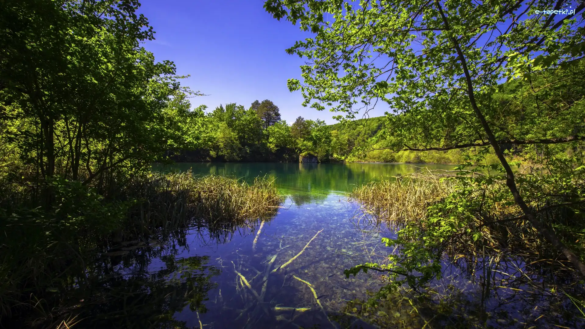Zieleń, Park Narodowy Jezior Plitwickich, Niebo, Krzewy, Jezioro, Trawa, Drzewa, Chorwacja