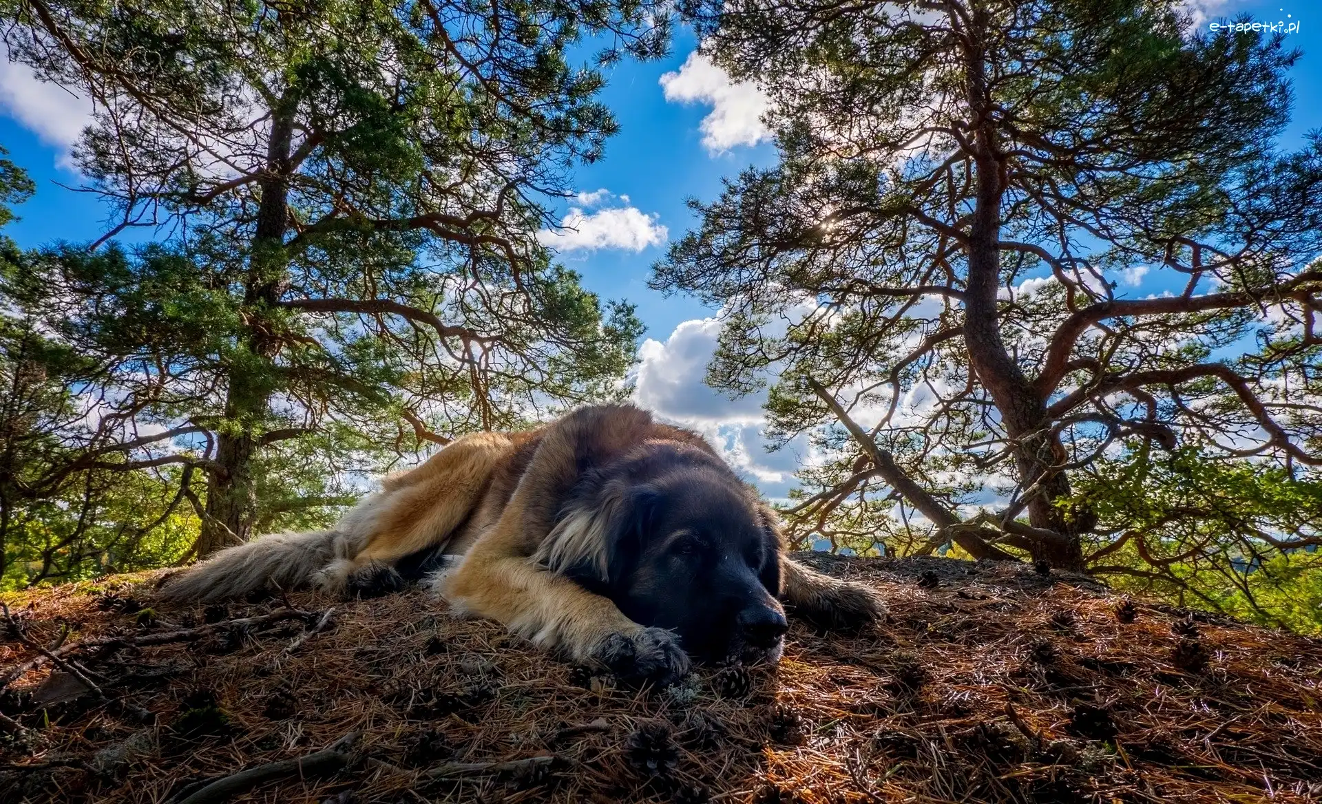 Leonberger, Ściółka, Drzewa, Pies