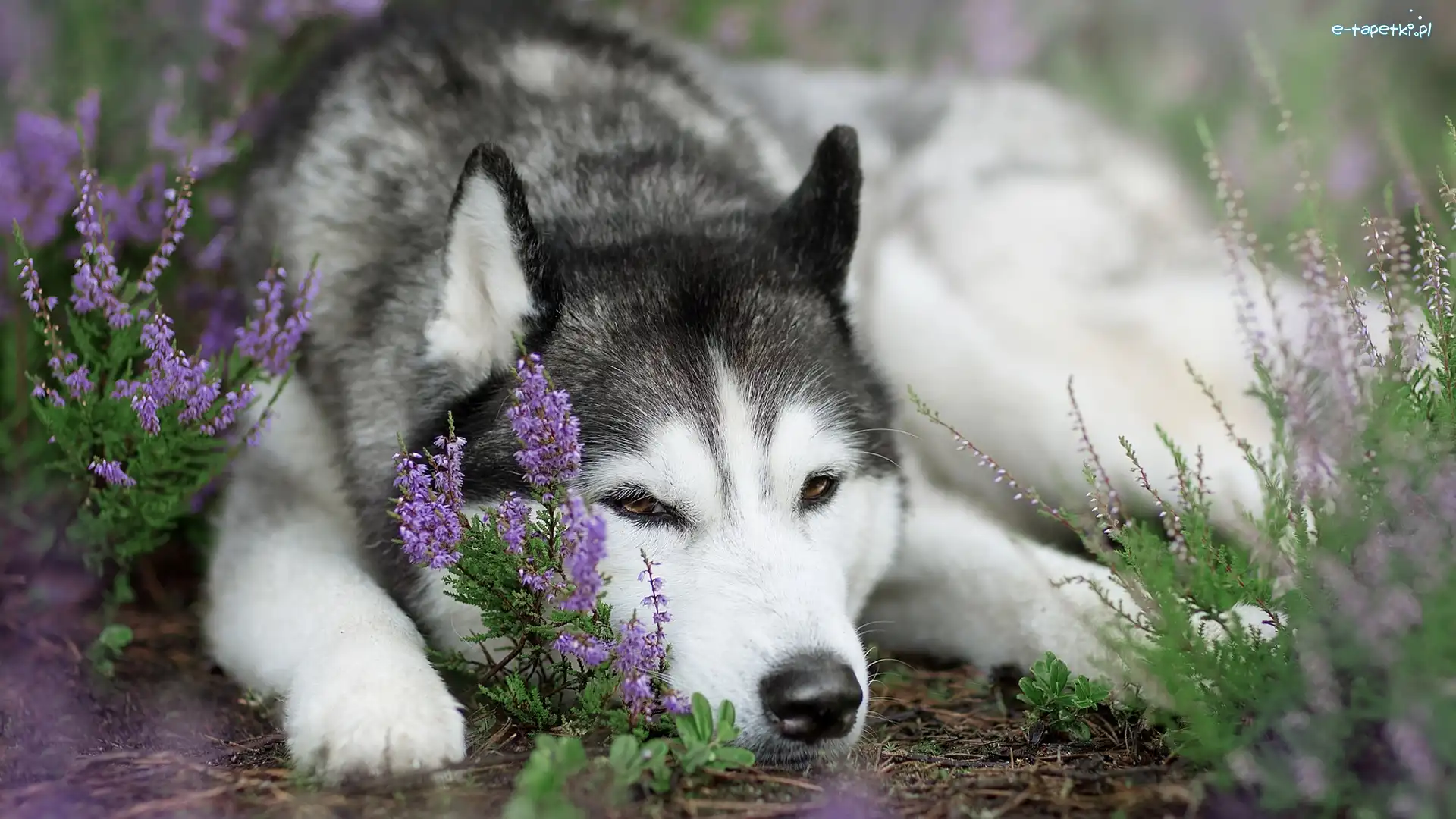 Siberian husky, Wrzos, Mordka, Pies