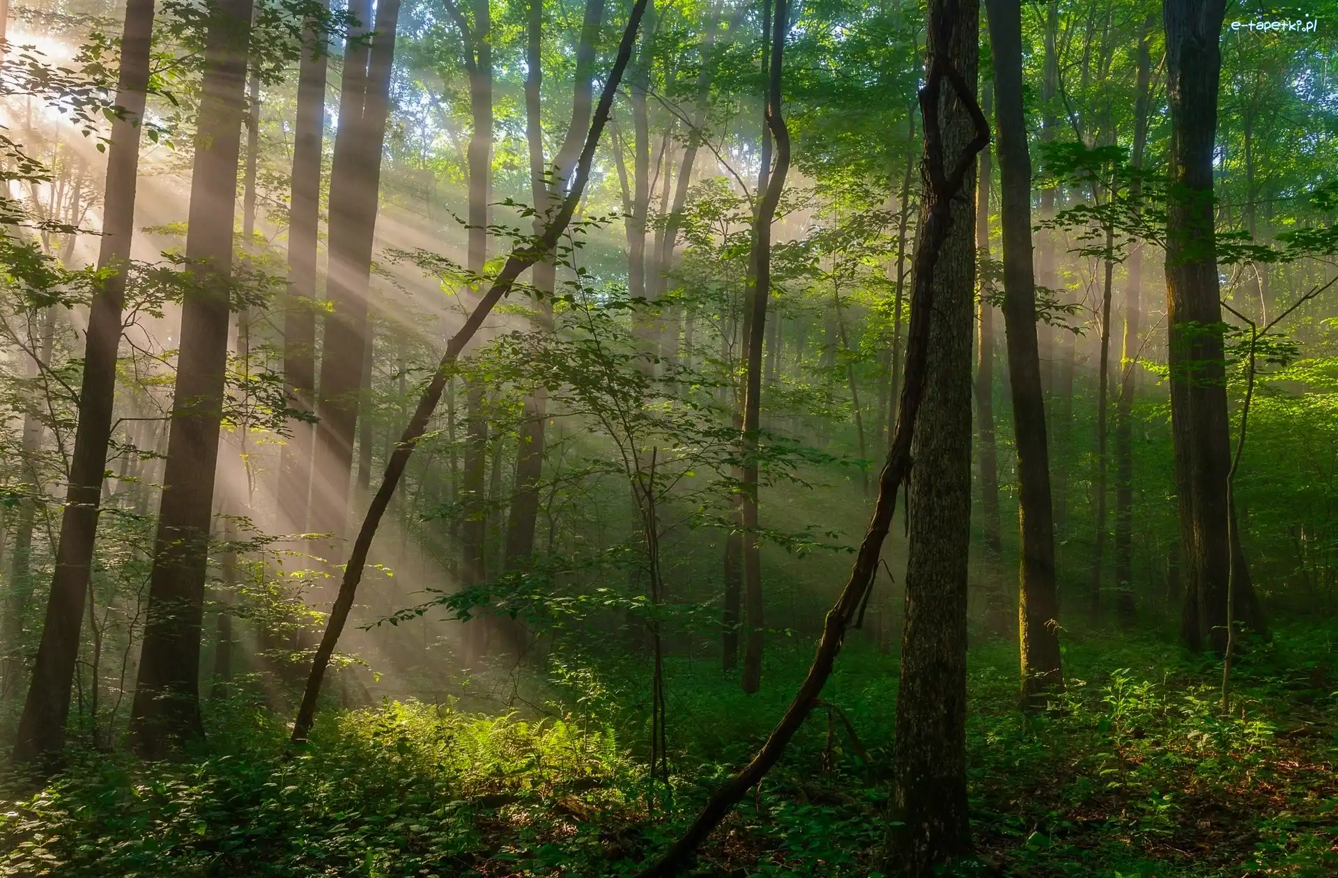 Las, Region Laurel Highlands, Park miejski Ohiopyle State Park, Przebijające Światło, Stan Pensylwania, Stany Zjednoczone