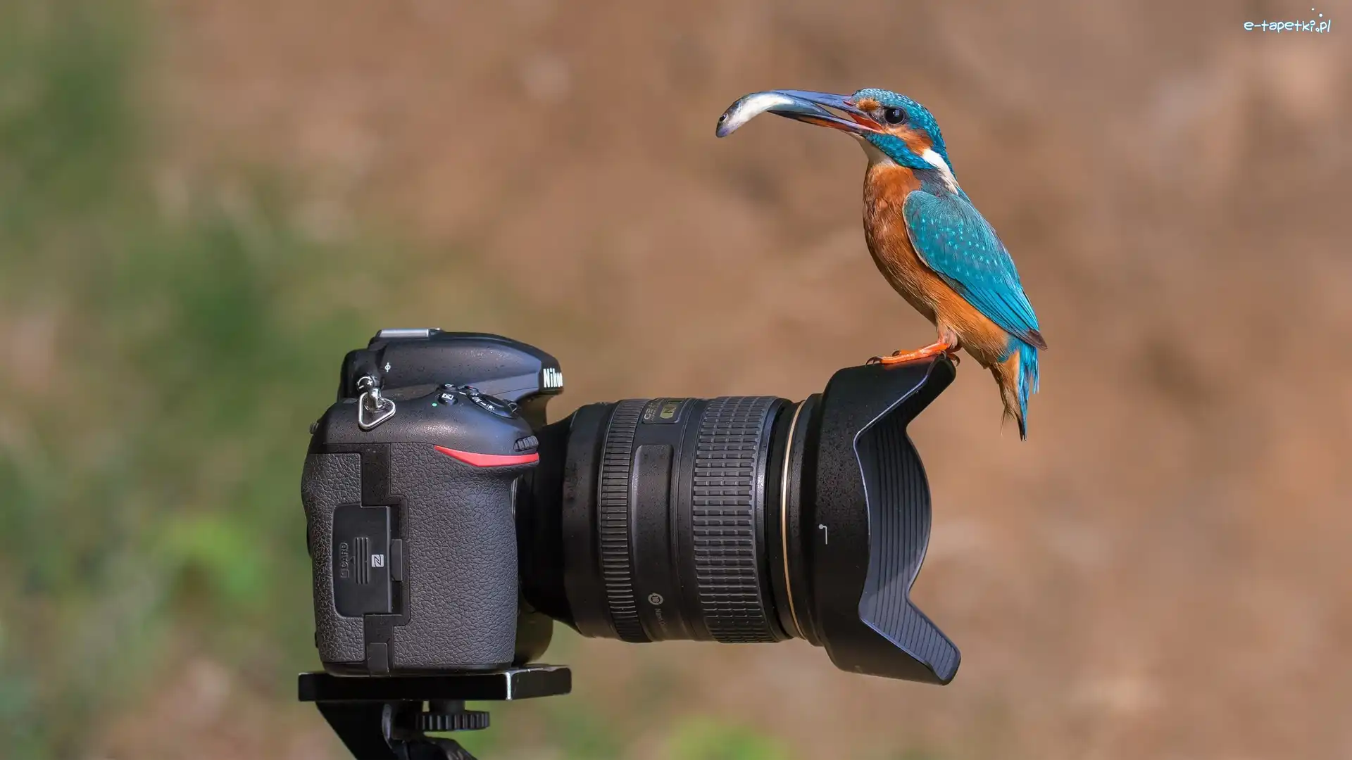 Aparat, Ptak, Nikon, Rybka, Zimorodek