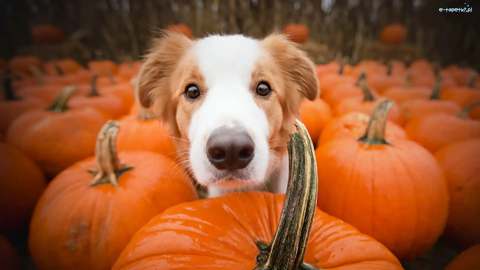Dynie, Border collie, Pies