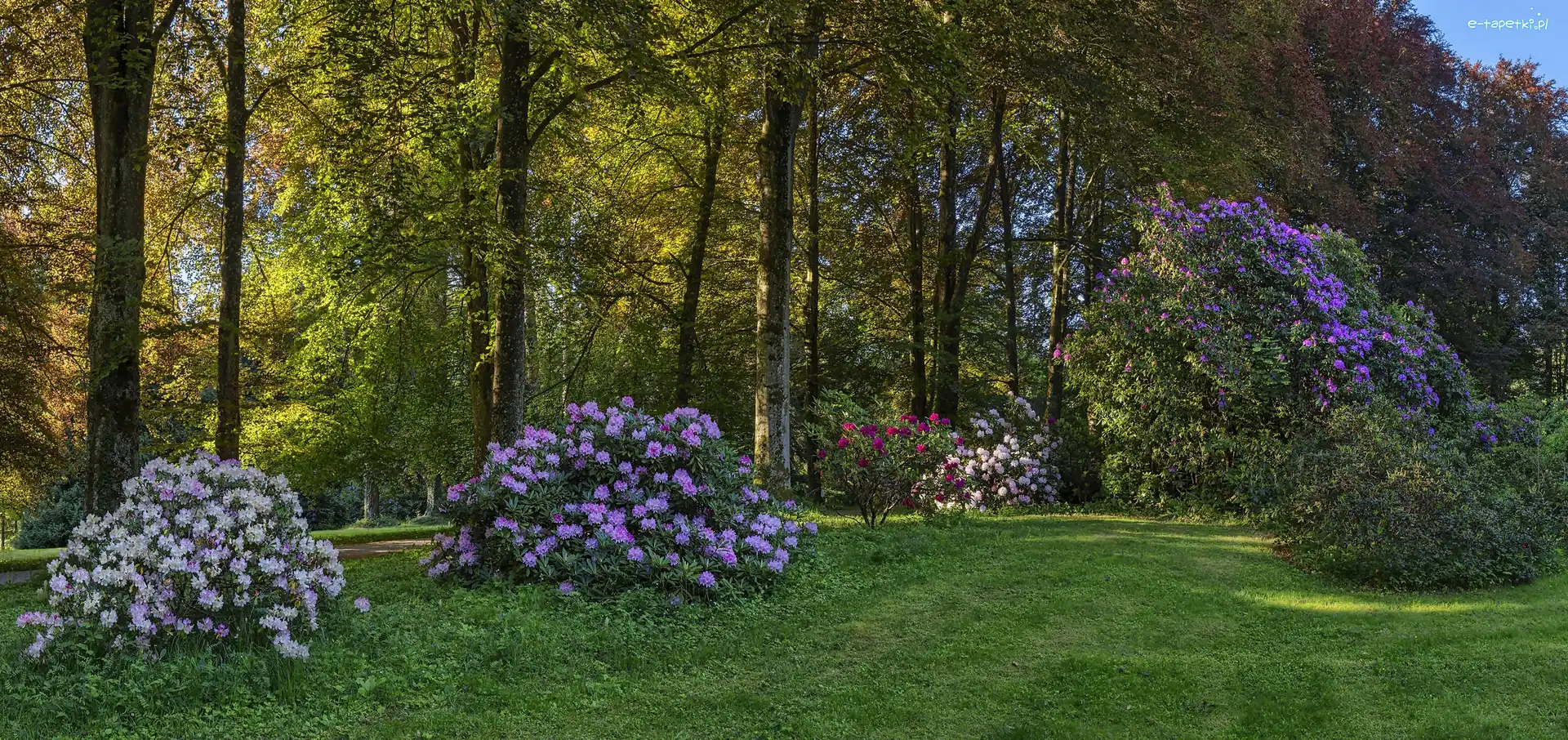 Park Rododendronów Kromlau, Gablenz, Niemcy