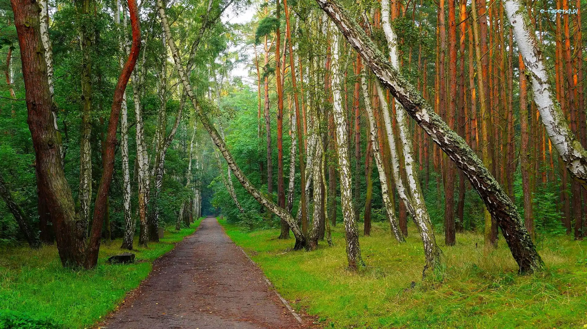 Dróżka, Drzewa, Las, Zieleń, Brzozy