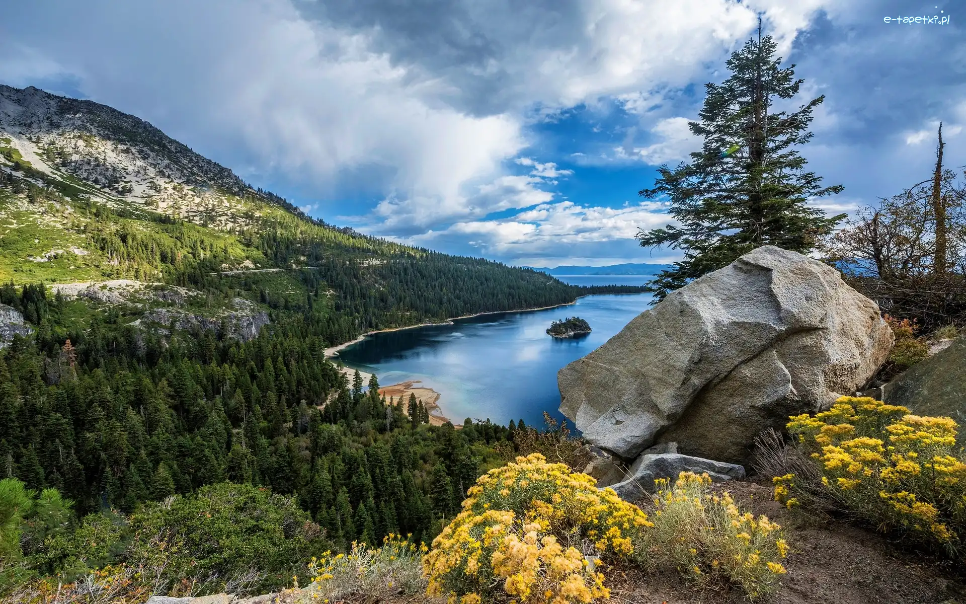 Kwiaty, Jezioro Tahoe, Góry Sierra Nevada, Stan Kalifornia, Stany Zjednoczone, Kamienie, Lasy