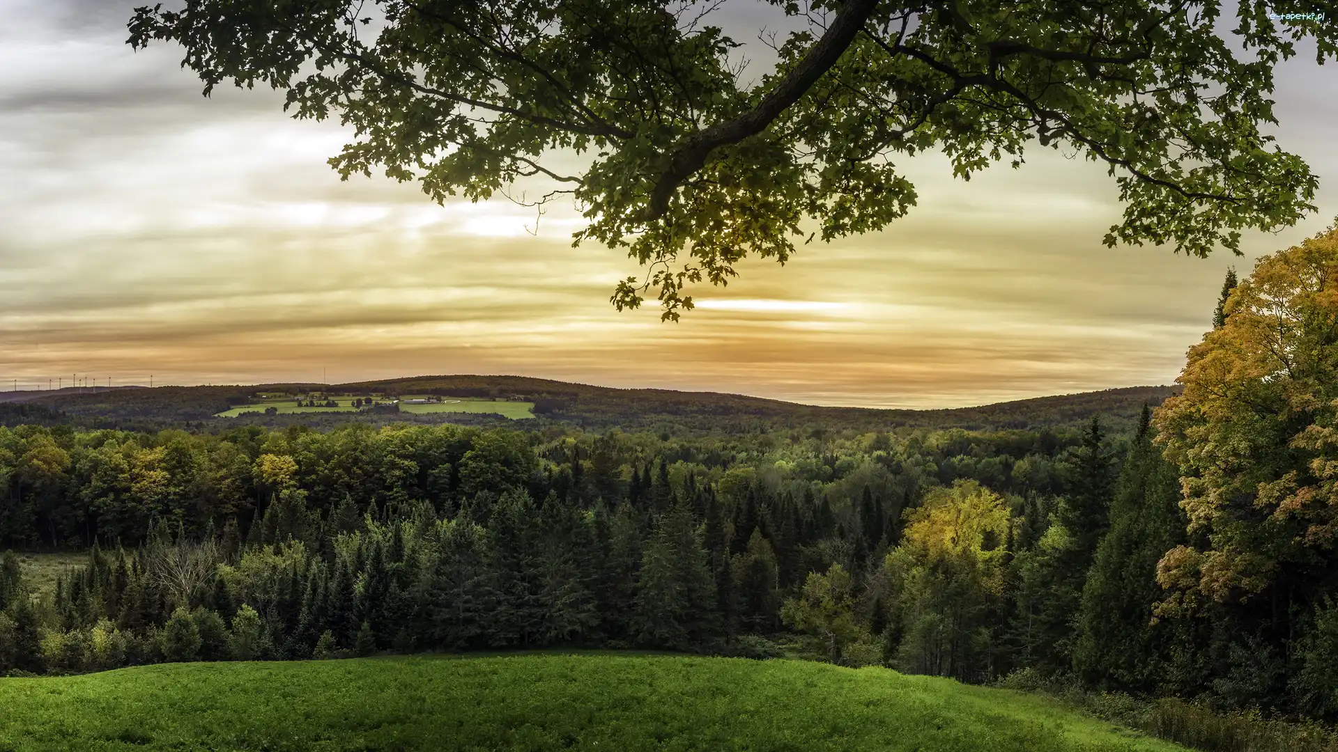 Lasy, Saint-Jacques, Wzgórza, Drzewa, Prowincja Nowy Brunszwik, Kanada