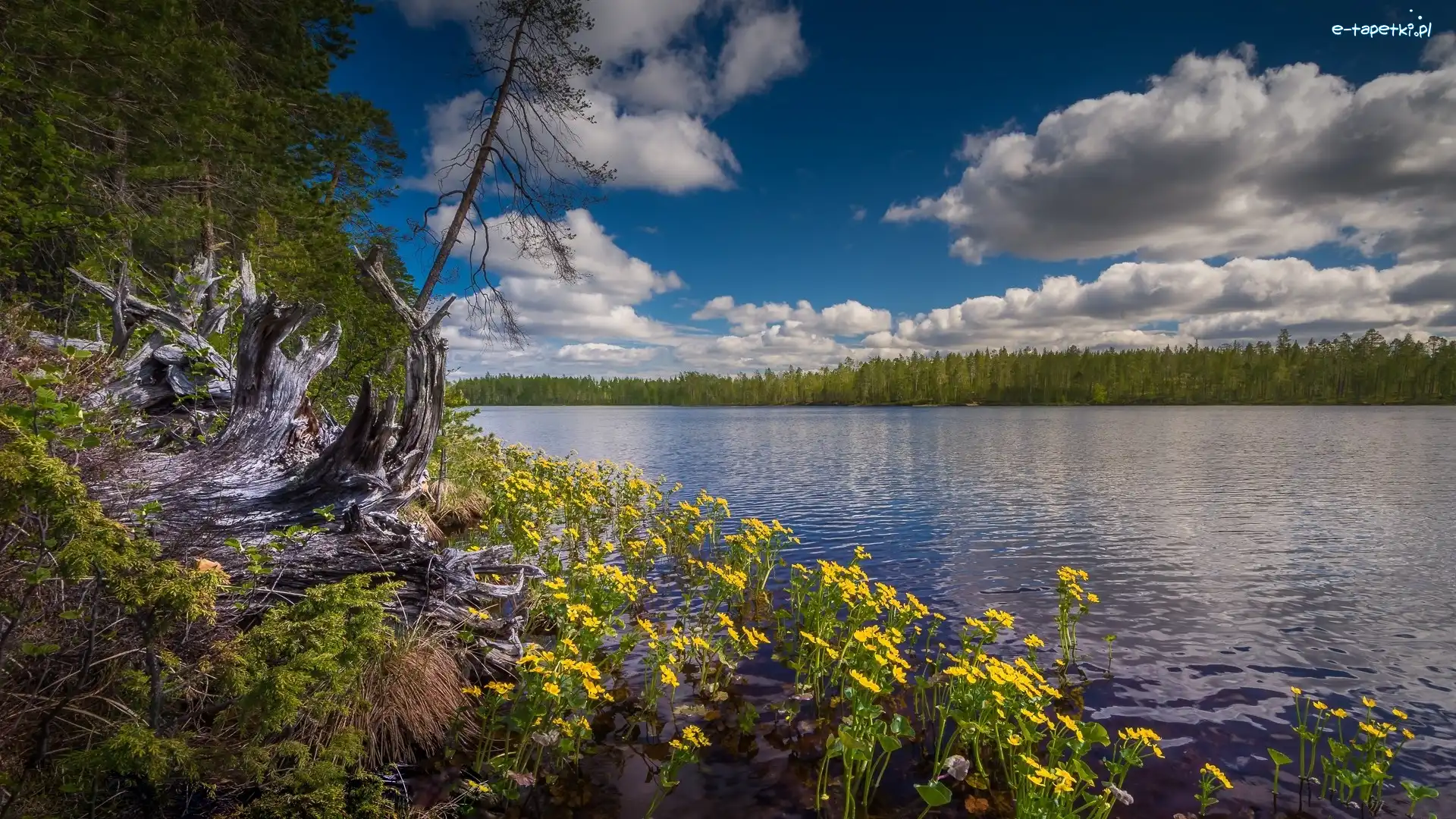 Drzewa, Chmury, Park Narodowy Hossa, Region Kainuu, Finlandia, Kaczeńce, Kwiaty, Jezioro, Żółte